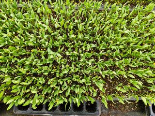 김권중님의 선도농가에 선정된 소감은? · 참여글 작성글 사진