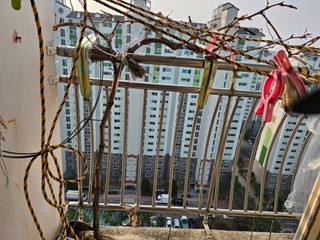 사랑해요팜모닝님의 포도 · 자유게시판 작성글 사진