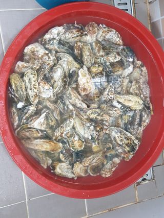 심기정님의 설날, 어떻게 보내시나요? · 참여글 작성글 사진