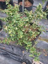 팜모닝 블루베리·자유게시판 게시글 이미지