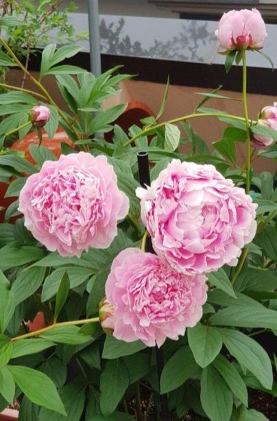 장터 상품 [올해 꽃 피는 핑크 겹작약 사라베르나르 부케 작약 구근 ] 썸네일