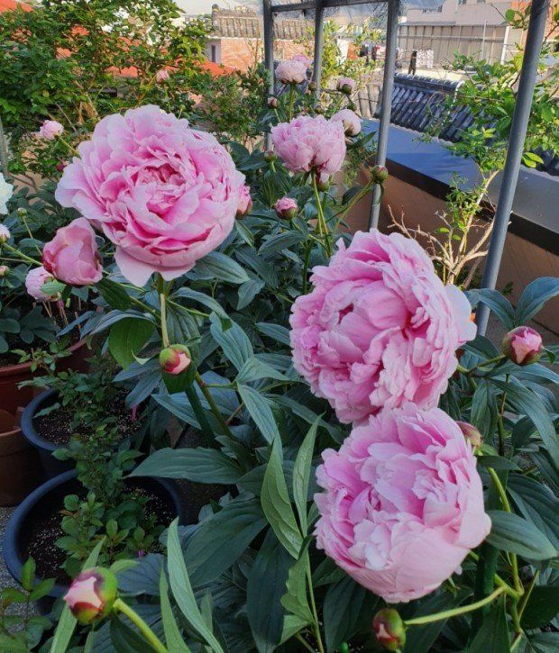 김정원님의 장터 판매 상품 [올해 꽃 피는 핑크 겹작약 사라베르나르 부케 작약 구근 ] 첨부 사진