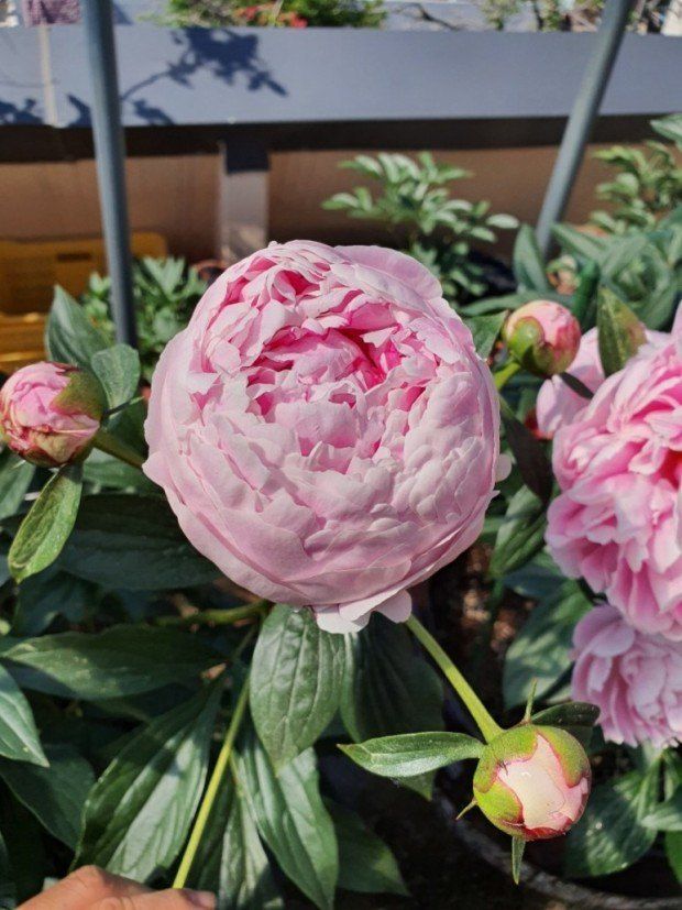 김정원님의 장터 판매 상품 [올해 꽃 피는 핑크 겹작약 사라베르나르 부케 작약 구근 ] 첨부 사진