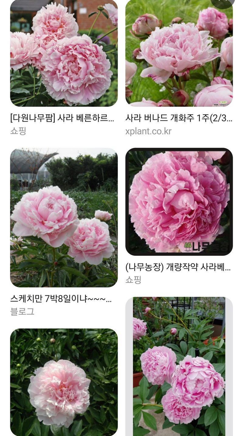 김정원님의 장터 판매 상품 [올해 꽃 피는 핑크 겹작약 사라베르나르 부케 작약 구근 ] 첨부 사진