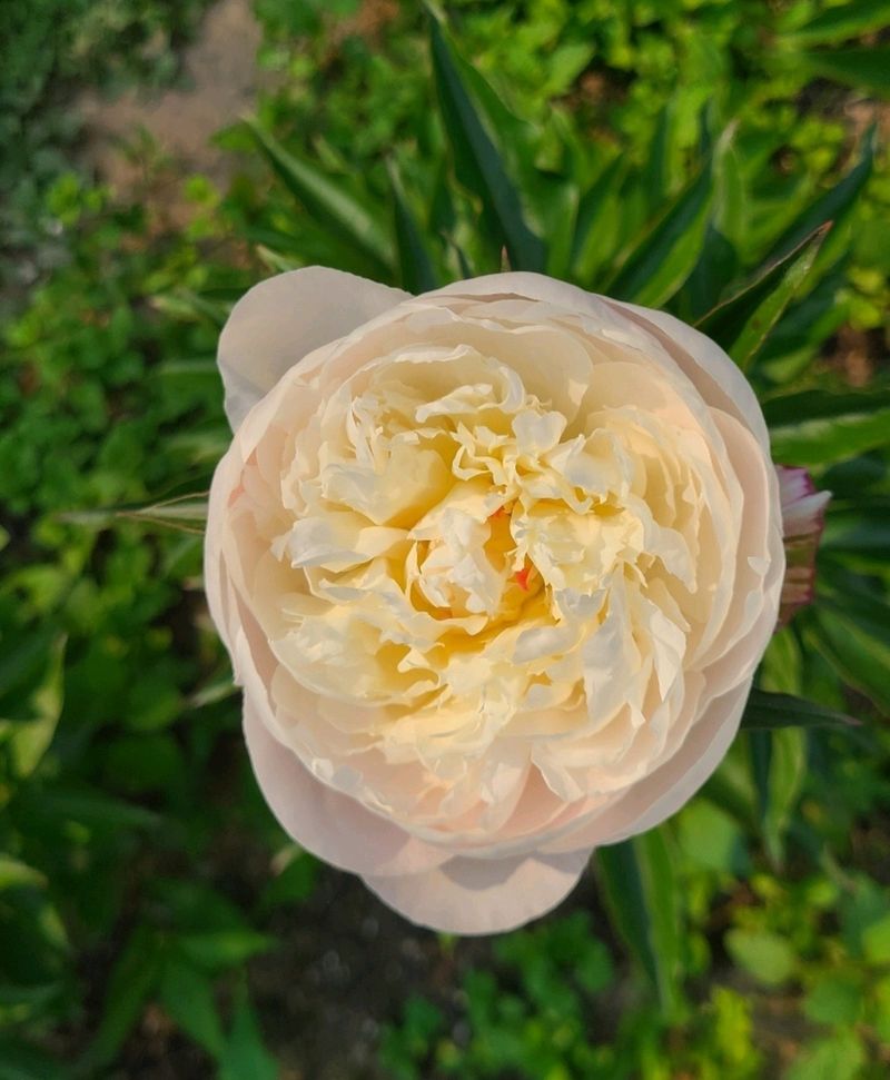 김정원님의 장터 판매 상품 [셜리템플 겹작약 실물이.더 예쁨(가을판매가능)] 첨부 사진