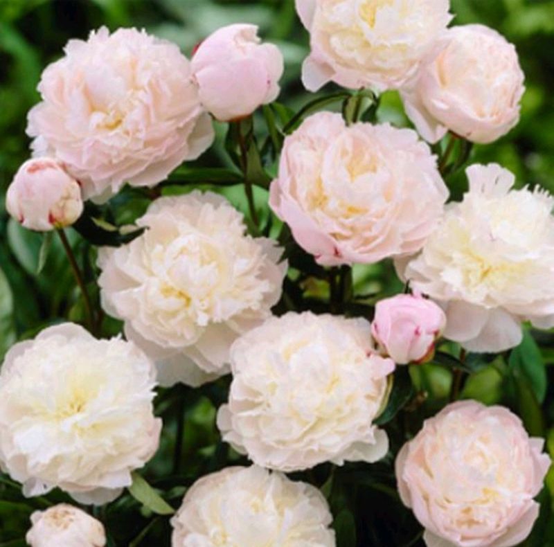 장터 상품 [셜리템플 겹작약 실물이.더 예쁨(가을판매가능)] 썸네일