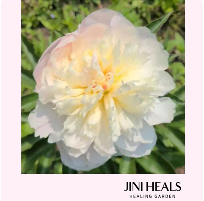 김정원님의 장터 판매 상품 [셜리템플 겹작약 실물이.더 예쁨(가을판매가능)] 첨부 사진