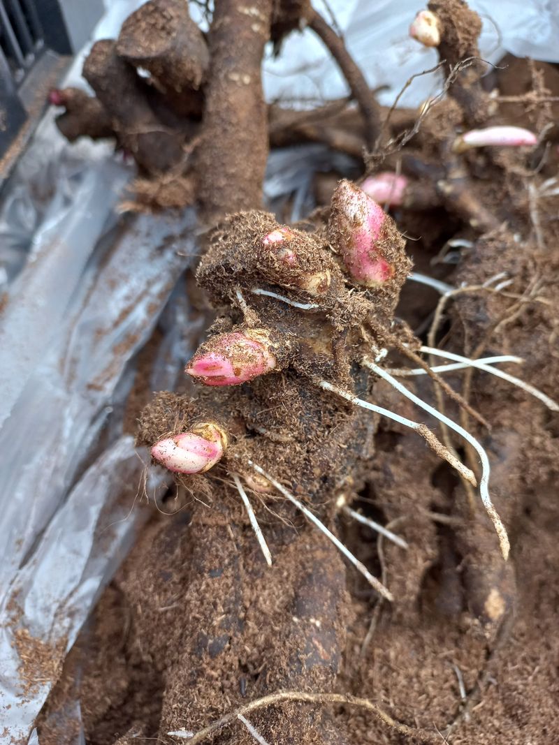 김정원님의 장터 판매 상품 [셜리템플 겹작약 실물이.더 예쁨(가을판매가능)] 첨부 사진