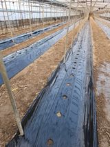 팜모닝 고추·영농일지 게시글 이미지