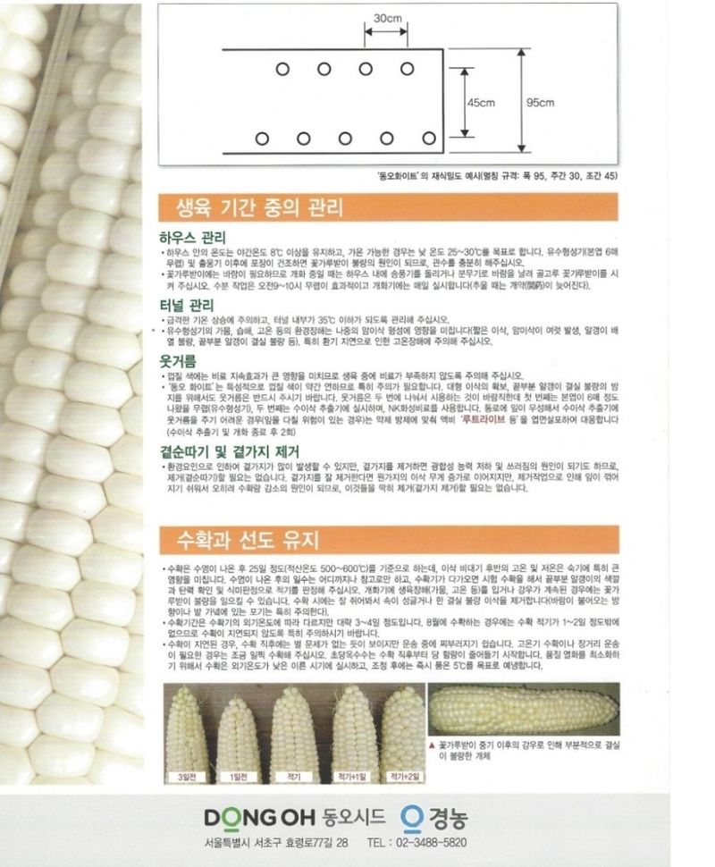 대산농사대장님의 장터 판매 상품 [동오화이트 허니스틱 옥수수 70립] 첨부 사진