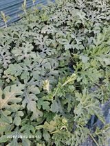 팜모닝 요즘 우리동네 농작업은?·참여글 게시글 이미지