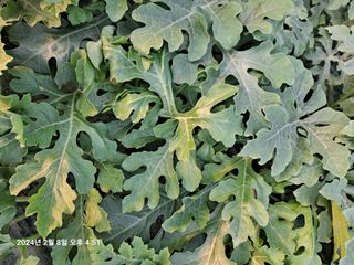 수선화30956님의 요즘 우리동네 농작업은? · 참여글 작성글 사진