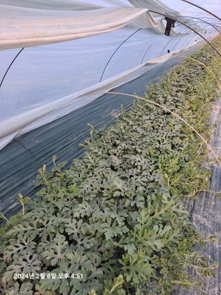 수선화30956님의 요즘 우리동네 농작업은? · 참여글 작성글 사진