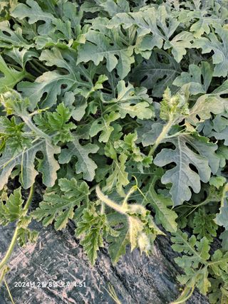 수선화30956님의 요즘 우리동네 농작업은? · 참여글 작성글 사진