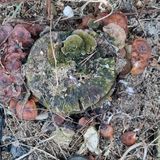 팜모닝 설날, 어떻게 보내시나요?·참여글 게시글 이미지