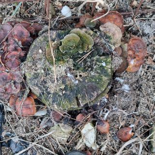 피치나라님의 설날, 어떻게 보내시나요? · 참여글 작성글 사진