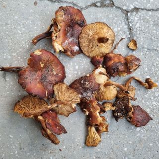 피치나라님의 설날, 어떻게 보내시나요? · 참여글 작성글 사진