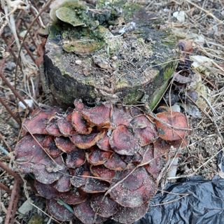 피치나라님의 설날, 어떻게 보내시나요? · 참여글 작성글 사진