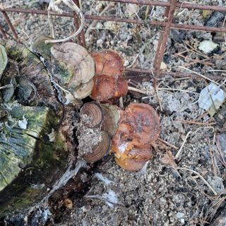 피치나라님의 설날, 어떻게 보내시나요? · 참여글 작성글 사진