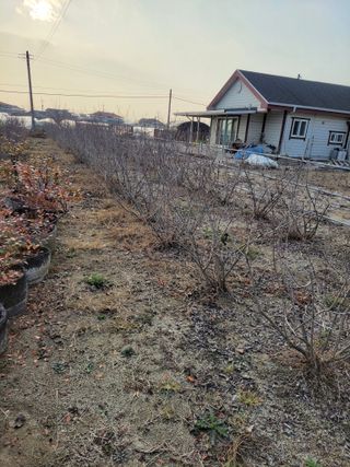 전북사님의 고추 · 일상 작성글 사진