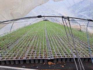 안성농부님의 파 · 자유게시판 작성글 사진