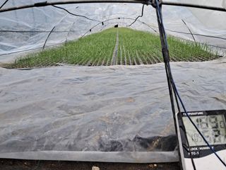 안성농부님의 파 · 자유게시판 작성글 사진