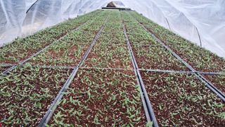 안성농부님의 고추 · 일상 작성글 사진