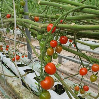 하하하농원님의 토마토 · 수확 작성글 사진