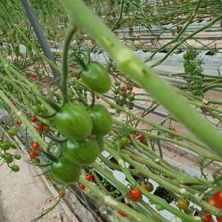 하하하농원님의 토마토 · 수확 작성글 사진