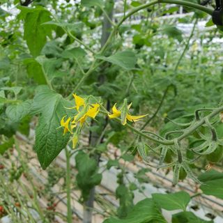 하하하농원님의 토마토 · 수확 작성글 사진