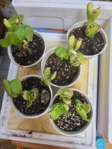 팜모닝 자유주제·자유게시판 게시글 이미지