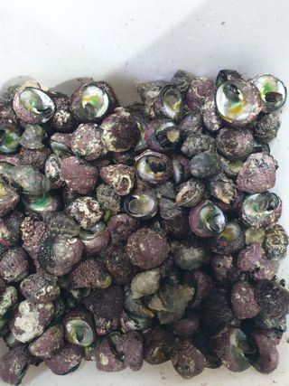 해당화님의 설날, 어떻게 보내시나요? · 참여글 작성글 사진