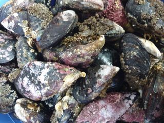 해당화님의 설날, 어떻게 보내시나요? · 참여글 작성글 사진