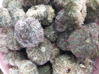 해당화님의 설날, 어떻게 보내시나요? · 참여글 작성글 사진