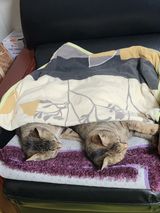 팜모닝 자유주제·자유게시판 게시글 이미지