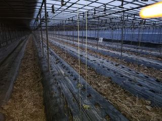 유덕균님의 오이 · 영농일지 작성글 사진