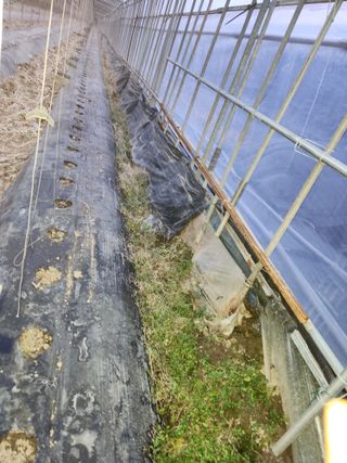 유덕균님의 오이 · 영농일지 작성글 사진