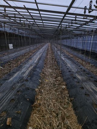 유덕균님의 오이 · 영농일지 작성글 사진