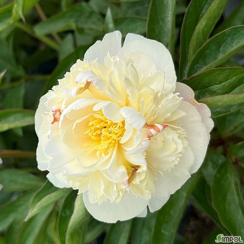 장터 상품 [브라이덜 그레이스 신부부케 작약 구근(판매완료)] 썸네일