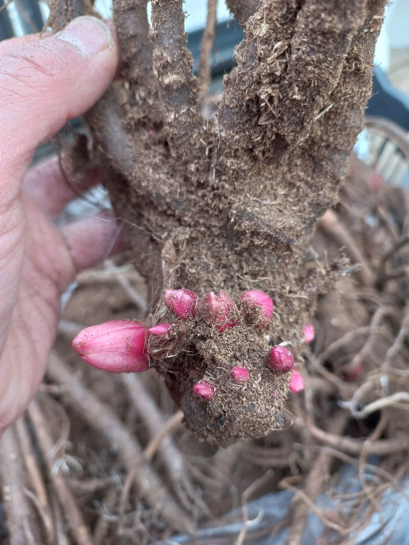 김정원님의 장터 판매 상품 [브라이덜 그레이스 신부부케 작약 구근(판매완료)] 첨부 사진