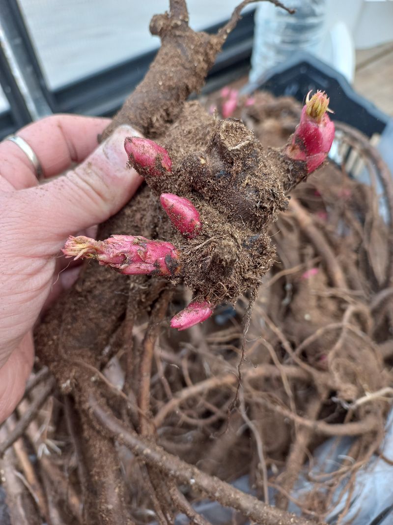 김정원님의 장터 판매 상품 [브라이덜 그레이스 신부부케 작약 구근(판매완료)] 첨부 사진