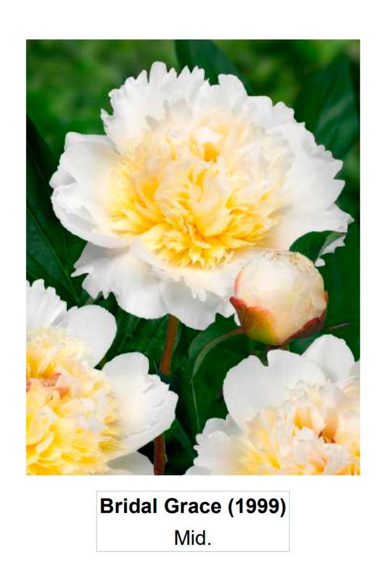 김정원님의 장터 판매 상품 [브라이덜 그레이스 신부부케 작약 구근(판매완료)] 첨부 사진