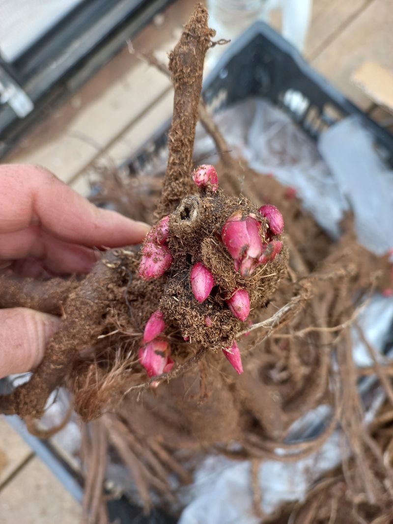 김정원님의 장터 판매 상품 [브라이덜 그레이스 신부부케 작약 구근(판매완료)] 첨부 사진