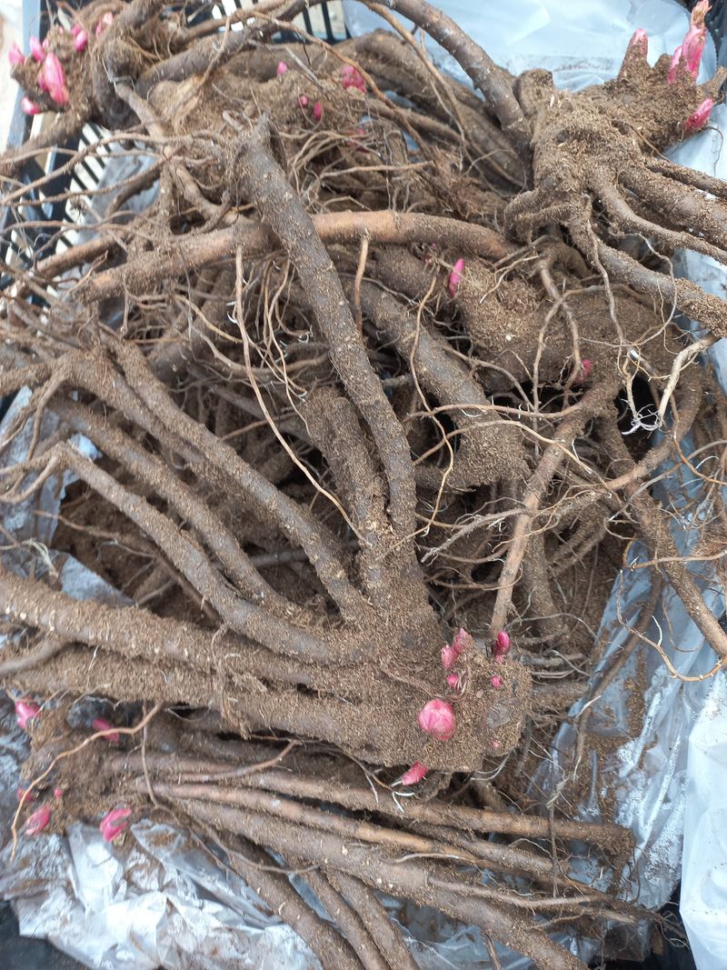 김정원님의 장터 판매 상품 [브라이덜 그레이스 신부부케 작약 구근(판매완료)] 첨부 사진