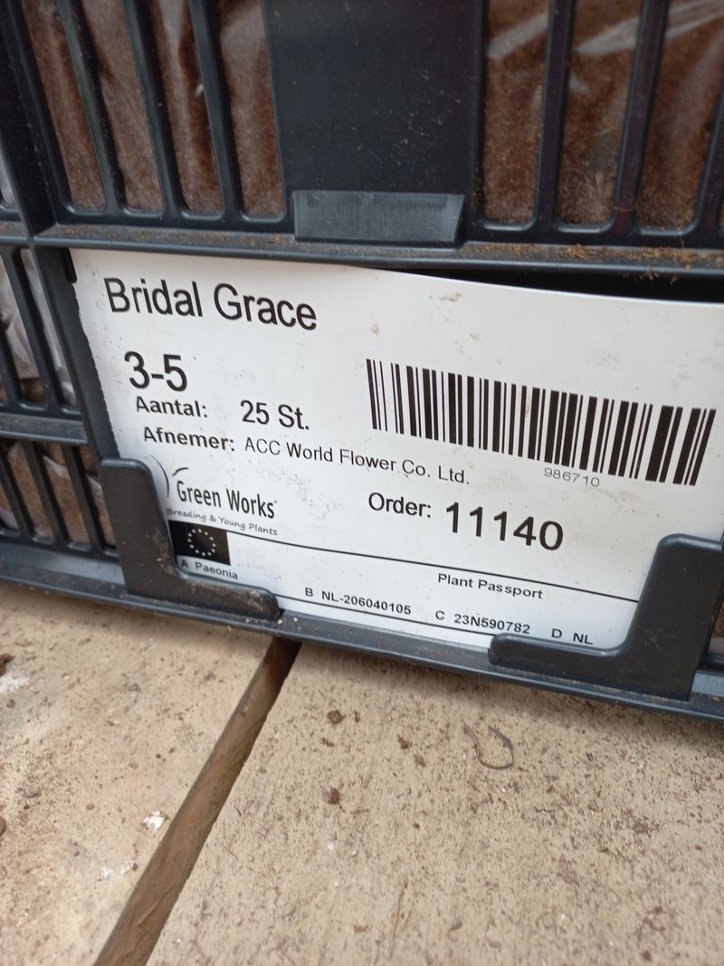 김정원님의 장터 판매 상품 [브라이덜 그레이스 신부부케 작약 구근(판매완료)] 첨부 사진