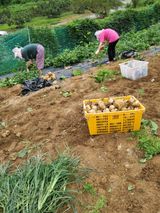 팜모닝 설날, 어떻게 보내시나요?·참여글 게시글 이미지