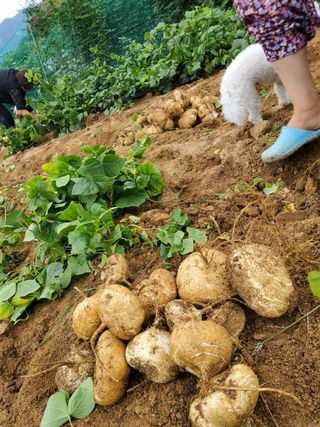 사리실님의 설날, 어떻게 보내시나요? · 참여글 작성글 사진