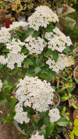 이후성님의 설날, 어떻게 보내시나요? · 참여글 작성글 사진