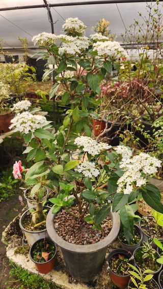 이후성님의 설날, 어떻게 보내시나요? · 참여글 작성글 사진