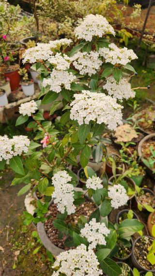 이후성님의 설날, 어떻게 보내시나요? · 참여글 작성글 사진